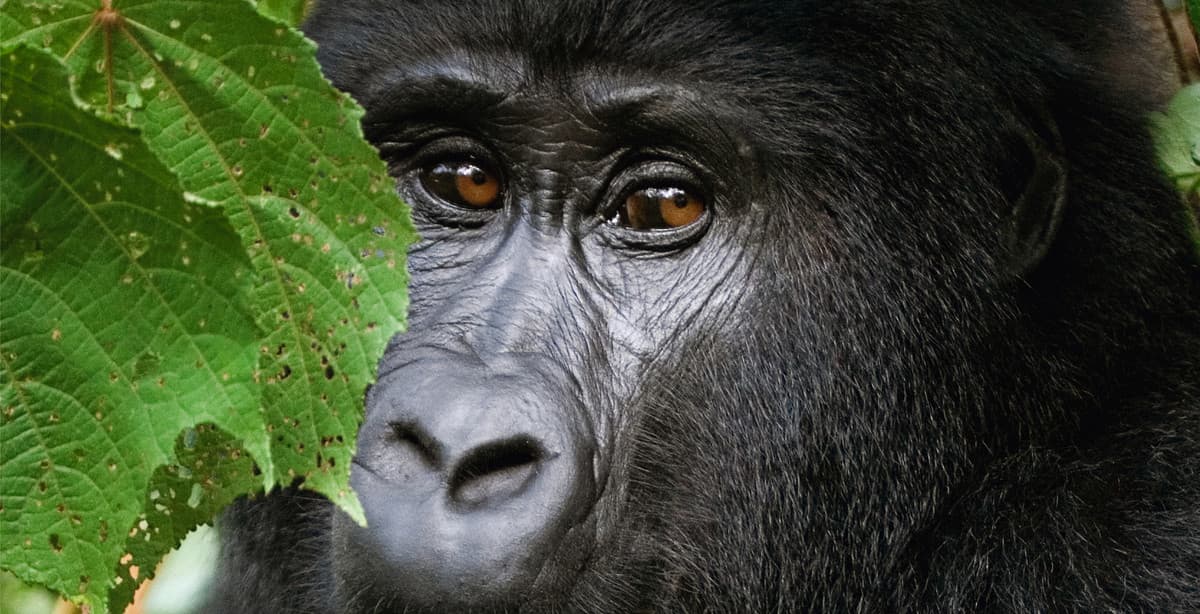 Uganda wildlife & gorilla safari