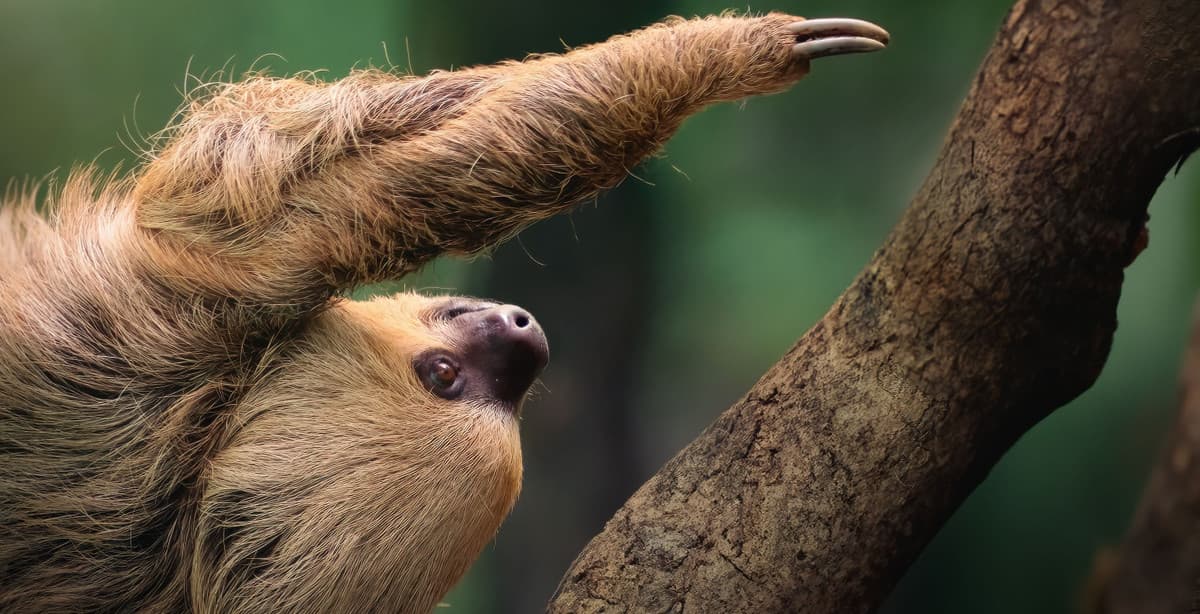 Best of Brazilian nature & wildlife