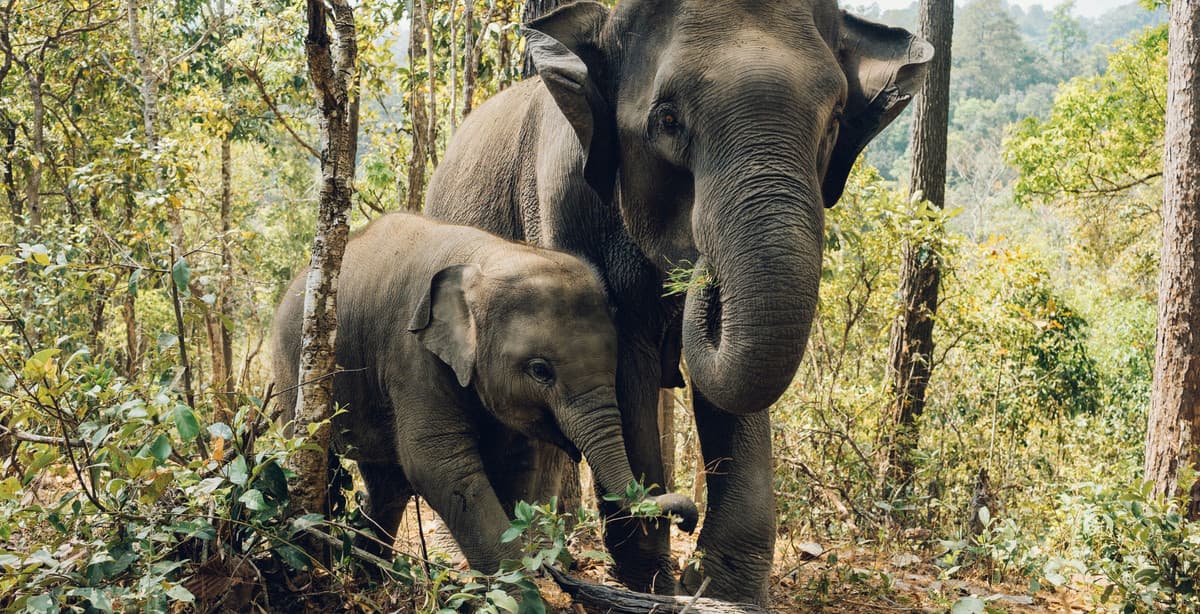 Two weeks in Thailand: an elephant adventure