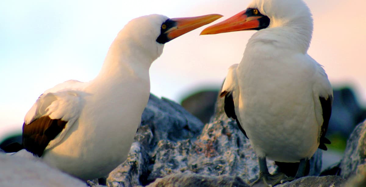 Naturerlebnis und Tierwelt Galapagos kompakt