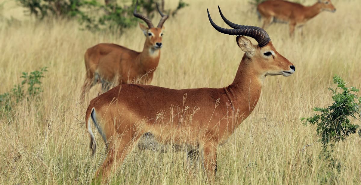 See Uganda's primates & wildlife in 8 days