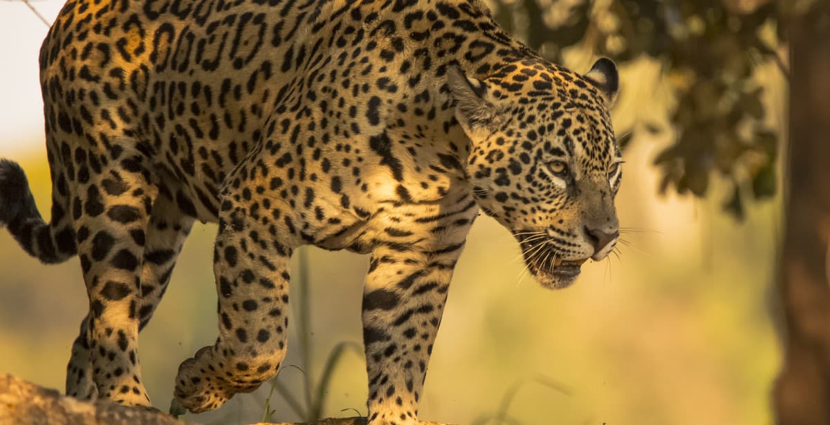 Brazil's Pantanal: a Big Five tour