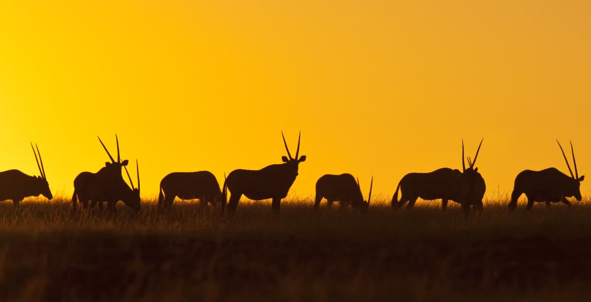 3-Tägige Geführte Sossusvlei Tour