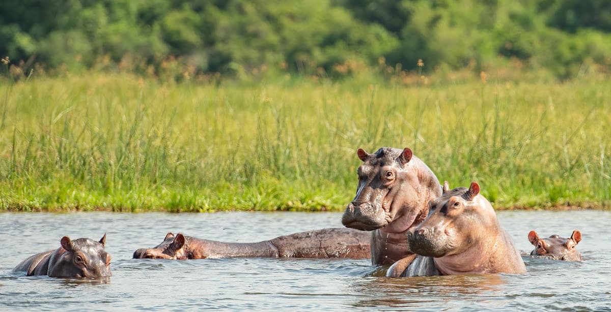 15-tägige Familien-Safari in Uganda