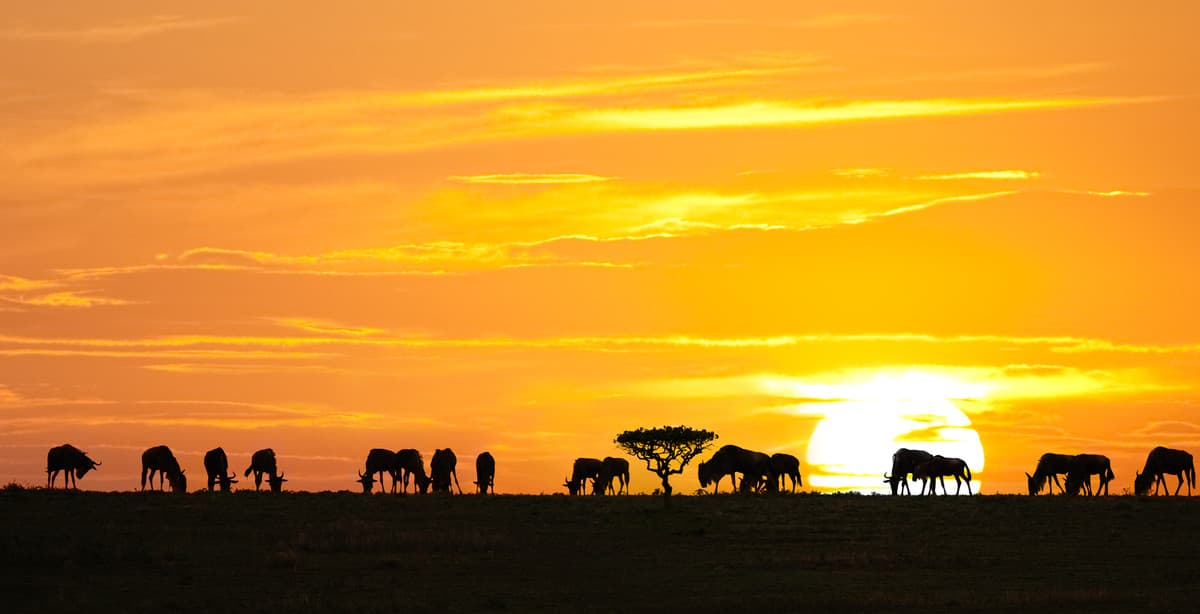 Tansania für Genießer