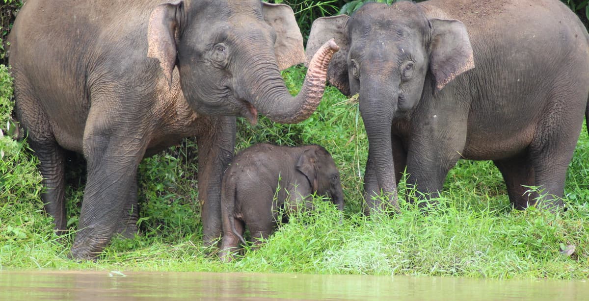 Borneo wildlife river cruise adventure