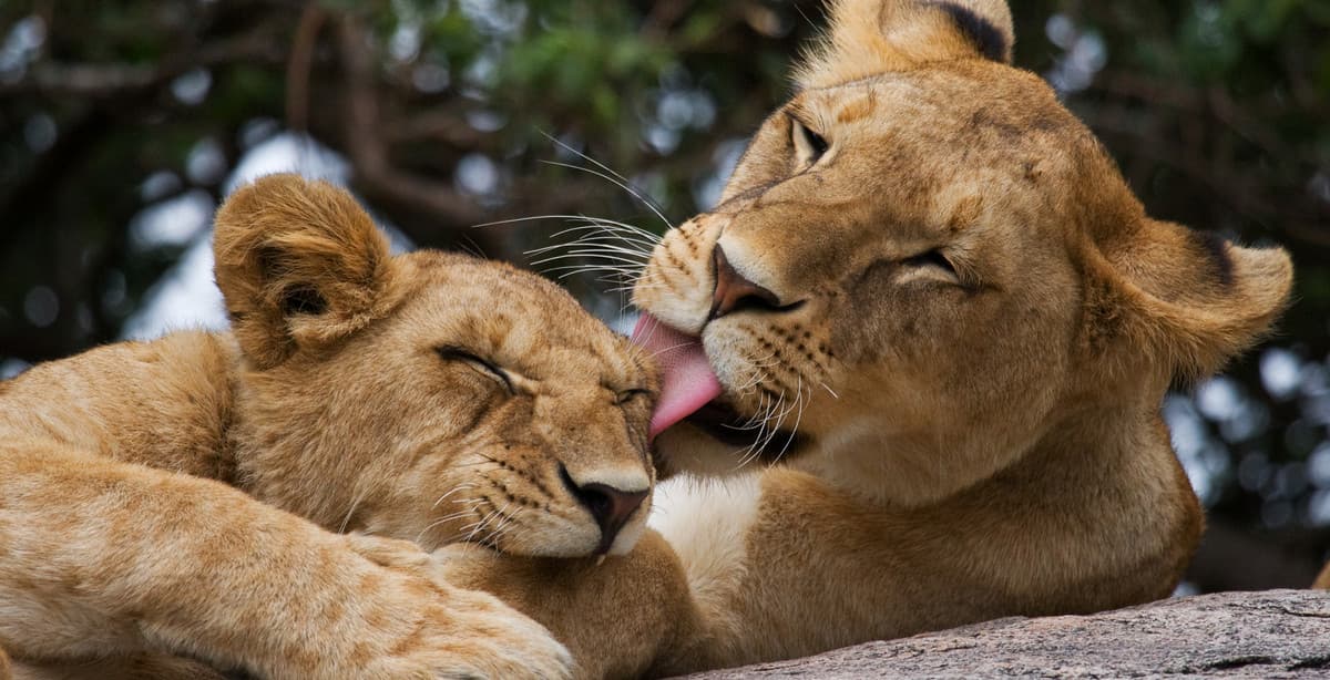 Stunning 5-day Kenyan Safari