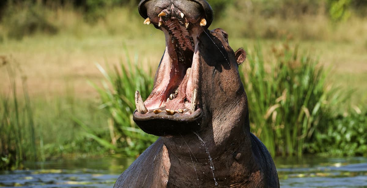 10-day comfortable Uganda family safari