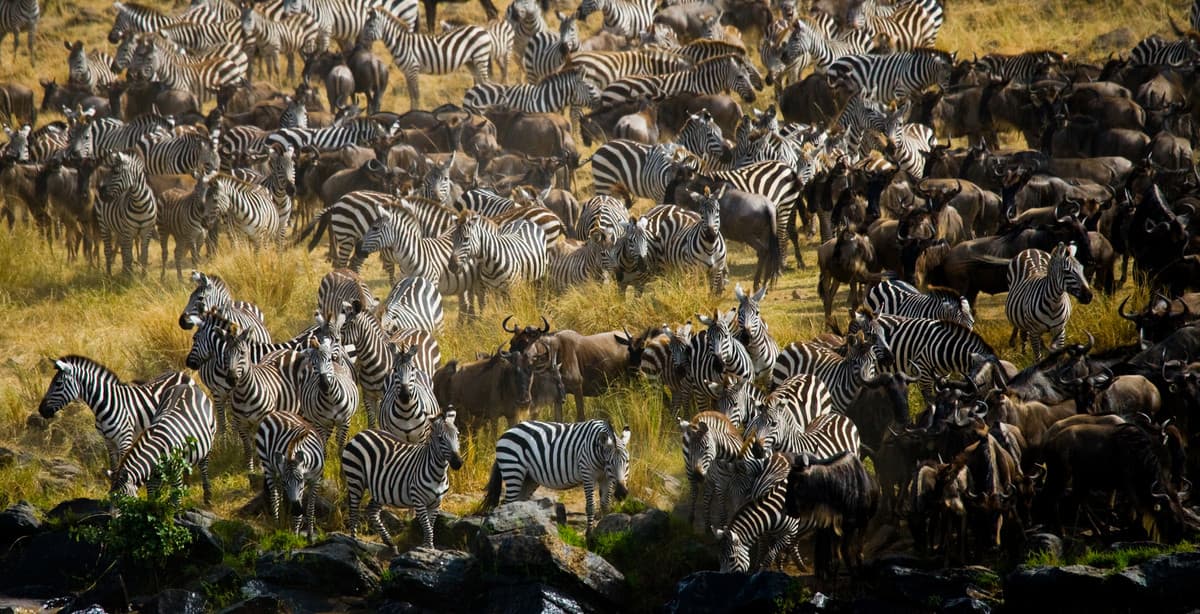 The magical migration in Tanzania