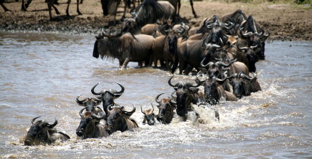 3 Tage Safariabenteuer - Masai Mara in kleiner Gruppe erleben