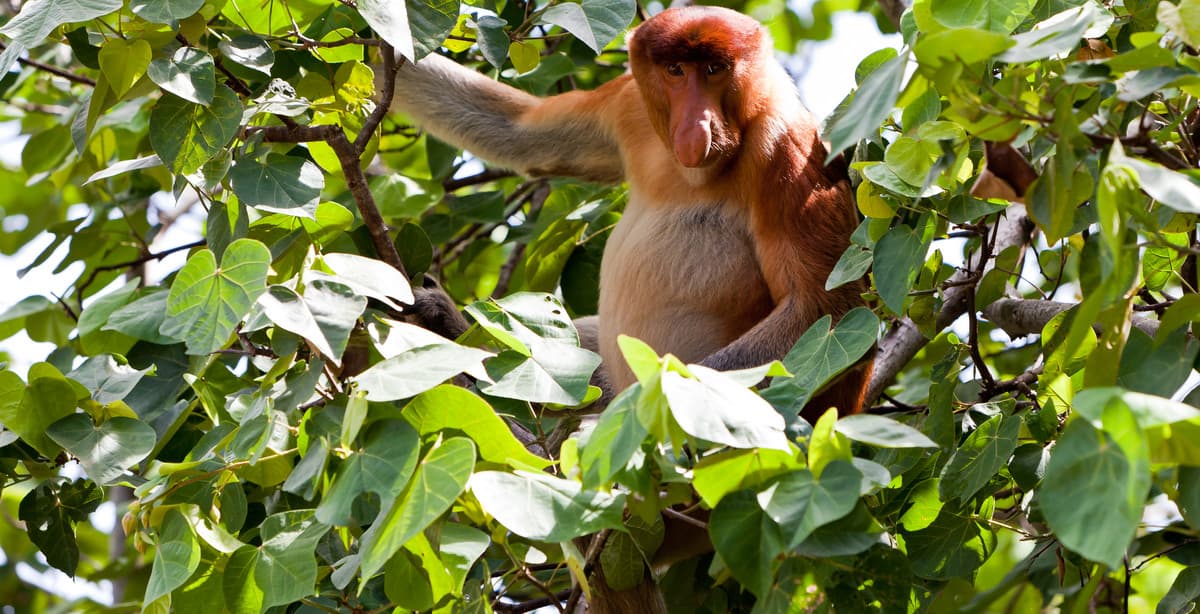 Discover the charms of Malaysia's Kuching