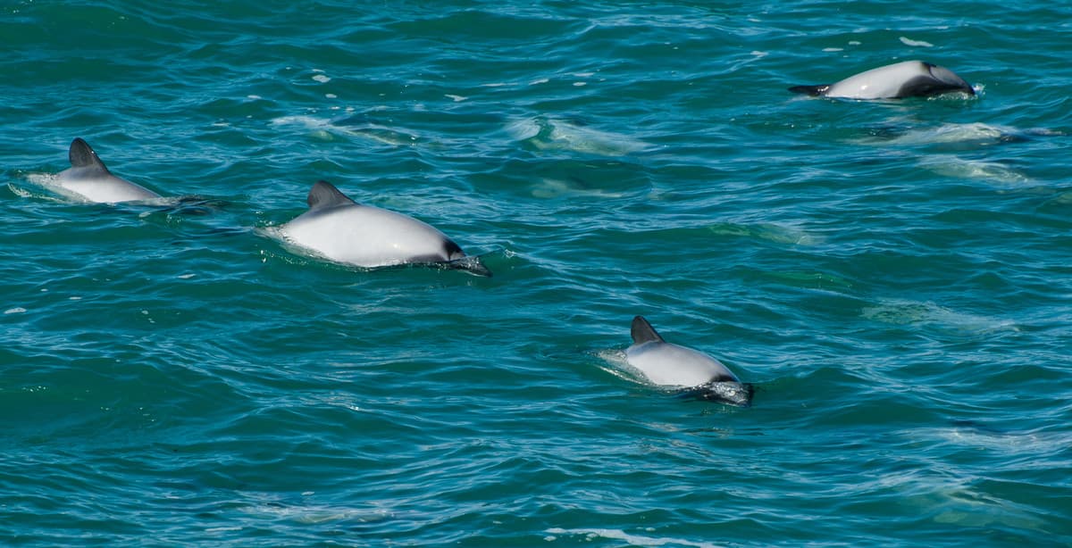 Selbstfahrer-Reise: die Ostküste Neuseelands