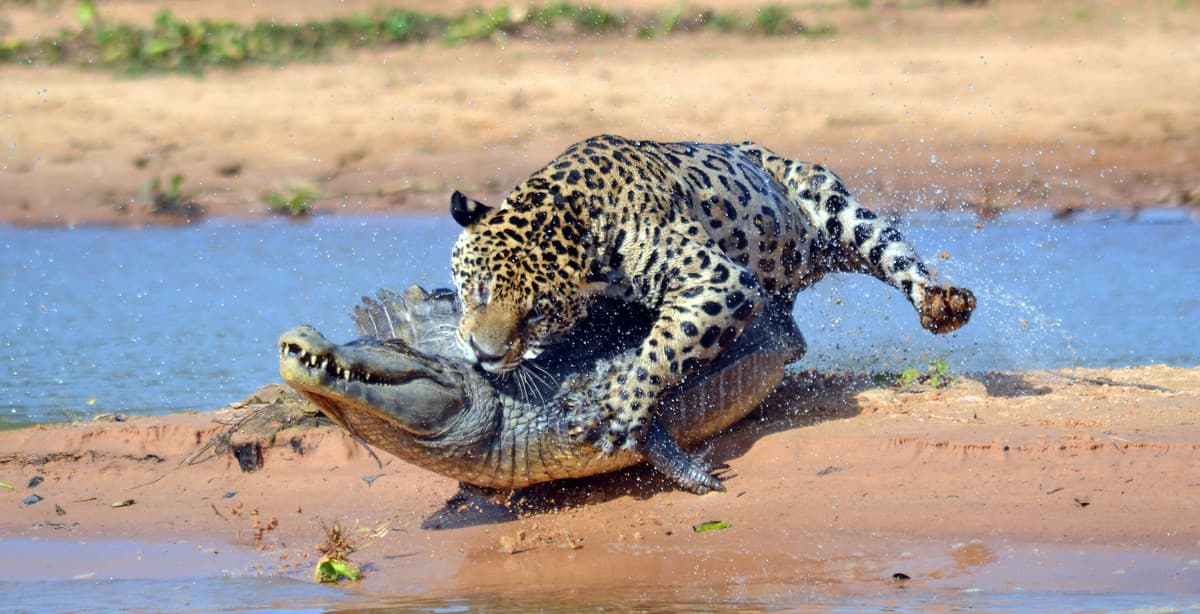 Rundreise Pantanal Nord & Jaguar Safari