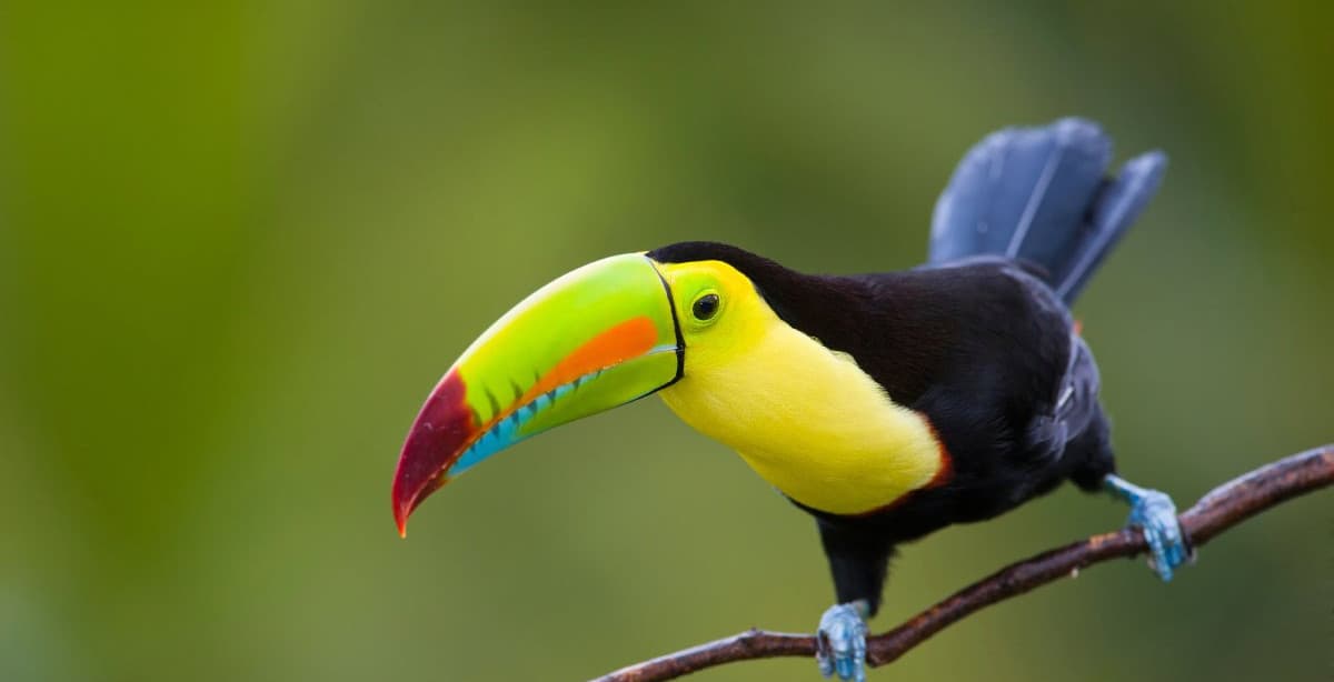 Highlights in Costa Rica erleben