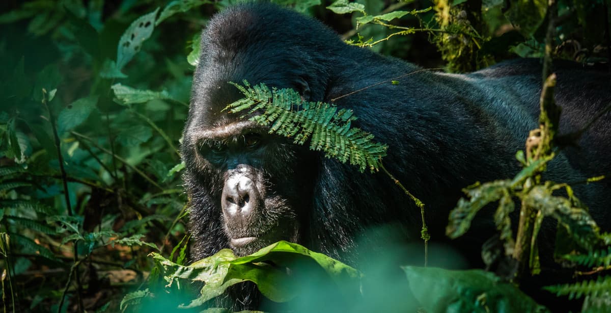 20 Tage Abenteuer: Safari in Uganda & Ruanda