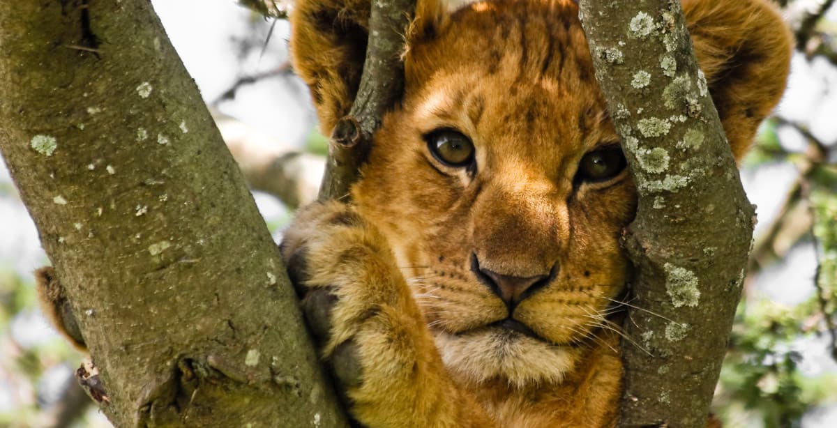 Abwechslungsreiche 10-Tage-Safari in Tansania