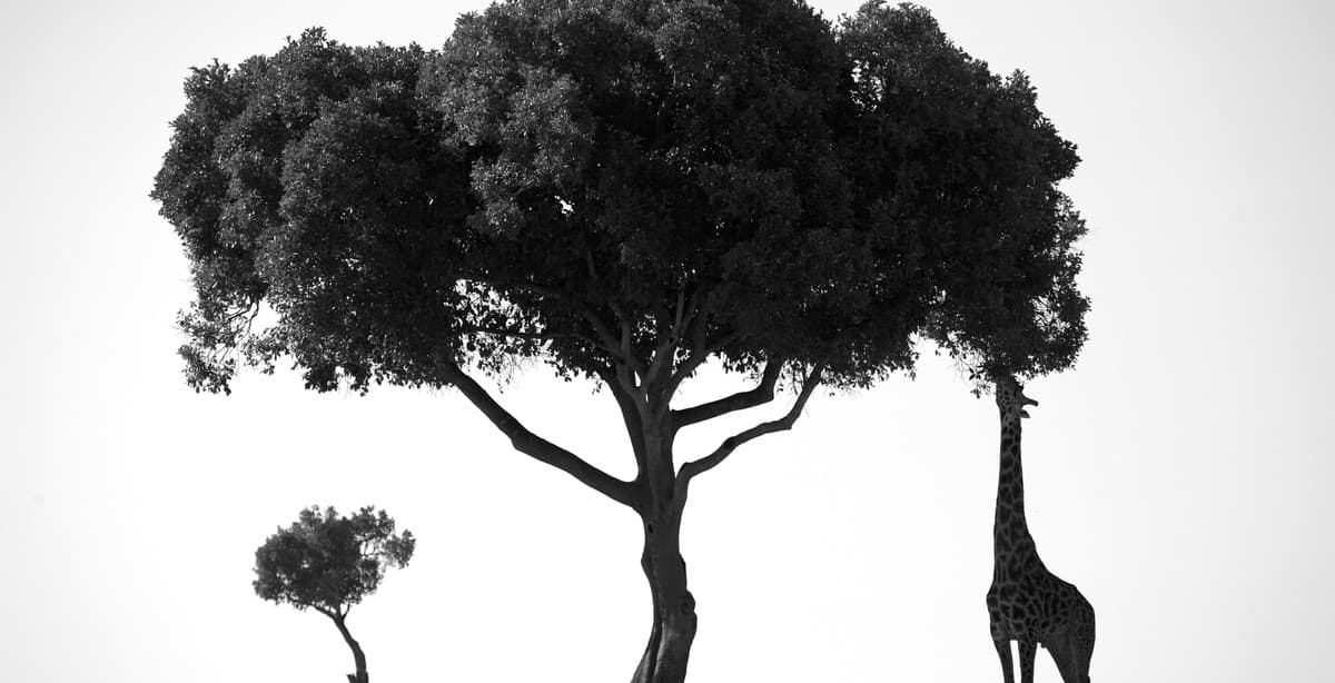 Kenia - Strand, Kilimandscharo und Safari