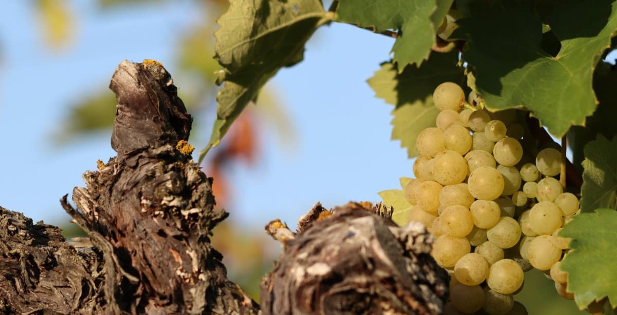 Croatia & Slovenia wine & food gourmet tour