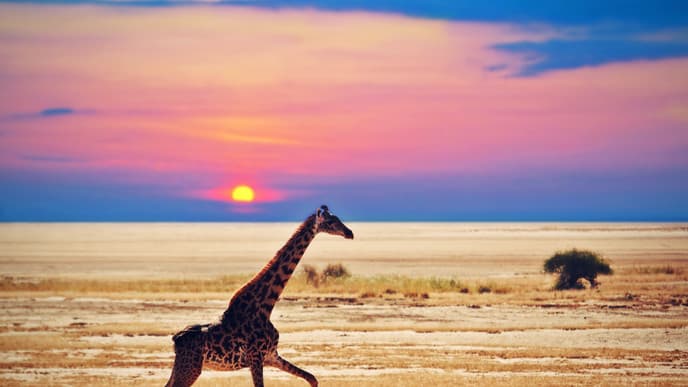 Discover the Wildlife of Amboseli