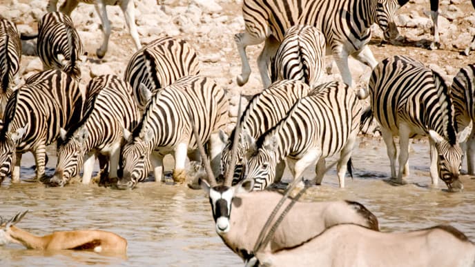 Zum Etosha Nationalpark