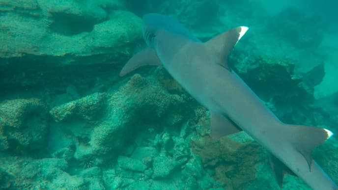 Tauchen an den Catalinas-Inseln