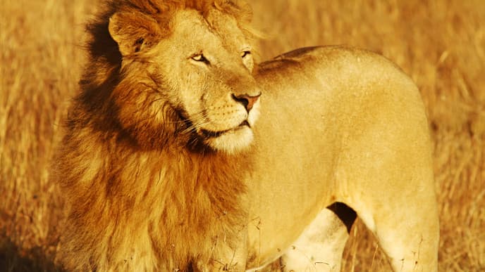 Enjoy A Magnificent Set Of Game Drives Today