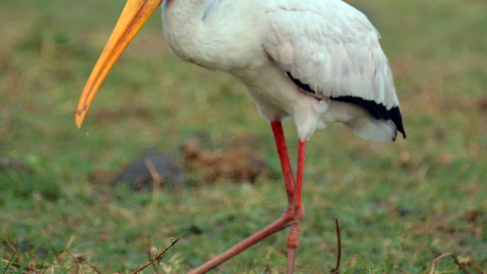 Auf zum Chobe Nationalpark