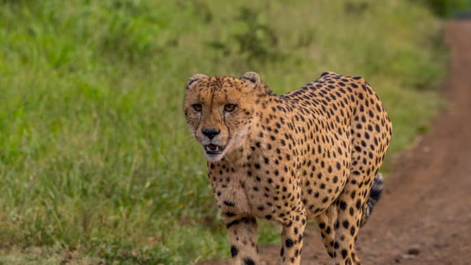 Südafrikanisches Abendessen unter dem Sternenhimmel