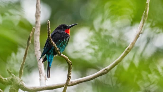 Sebitoli Wildlife Reserve