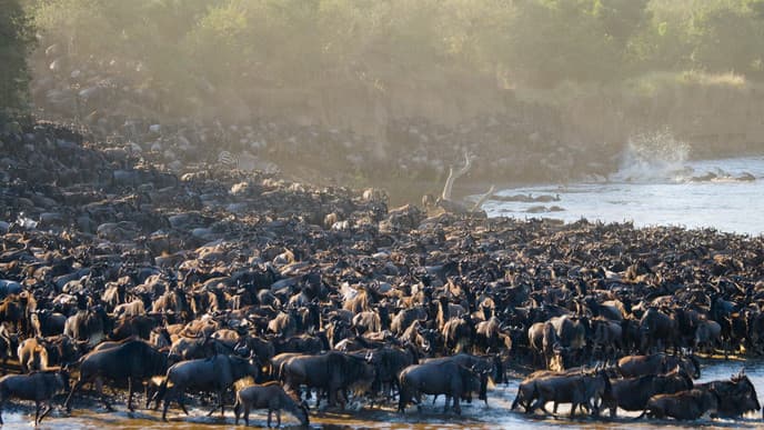 Witness the Remarkable Annual Migration at Serengeti