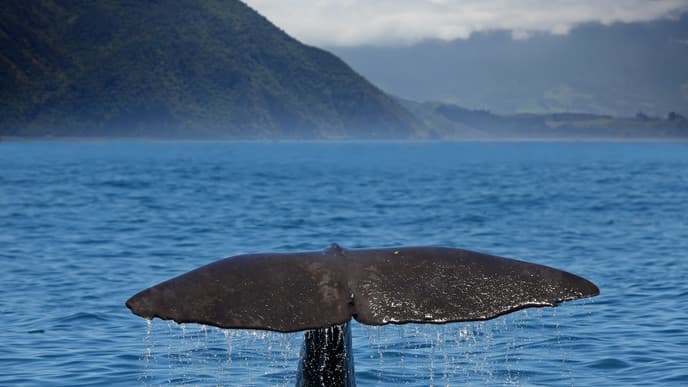 Whale-watching from the air