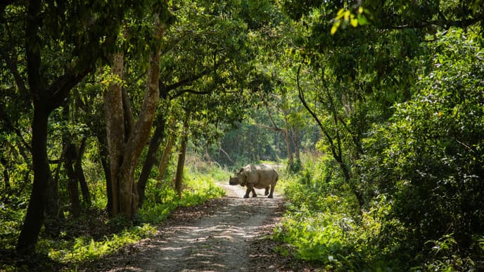 The spellbinding nature of Chitwan
