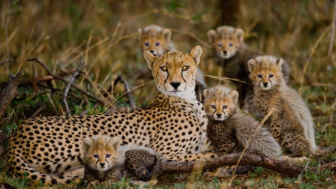 Witness the Great Migration in Masai Mara