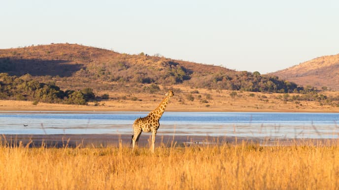 Pilanesberg Nationalpark