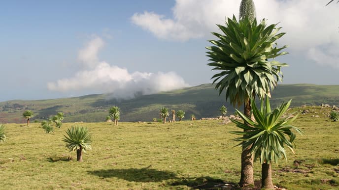 Experience village life in Sona