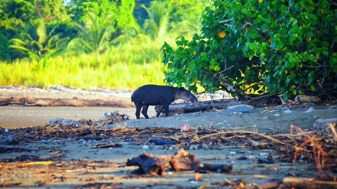 The many marvels of Corcovado National Park