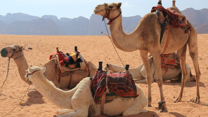 Enjoy a Full Day in the Desert