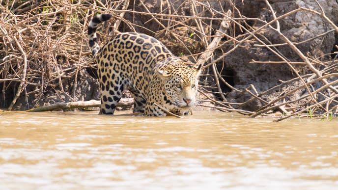 Caimans, capivaras & jaguars in the Pantanal