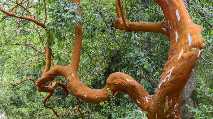 Find Adventure in Huerquehue