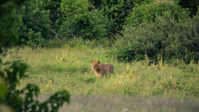 Pirschfahrt und Buschwanderung
