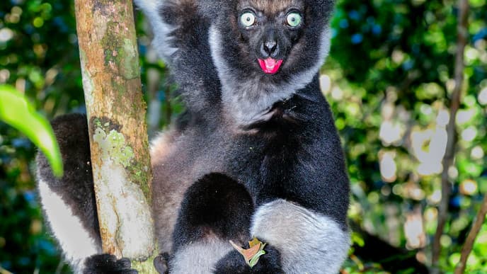 Tierbeobachtung im Regenwald