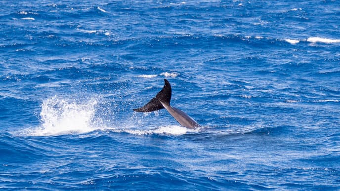 Cruise the Waters on the Lookout for Dolphins