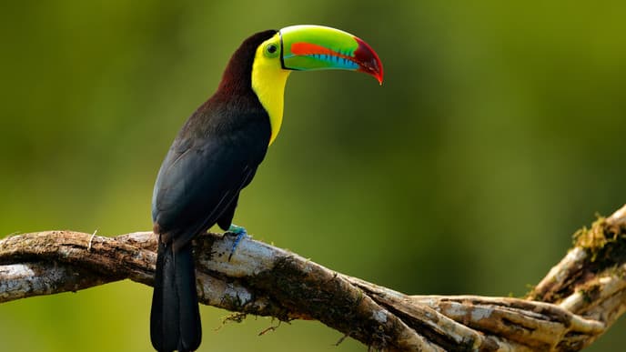 Night walk in Boca Tapada