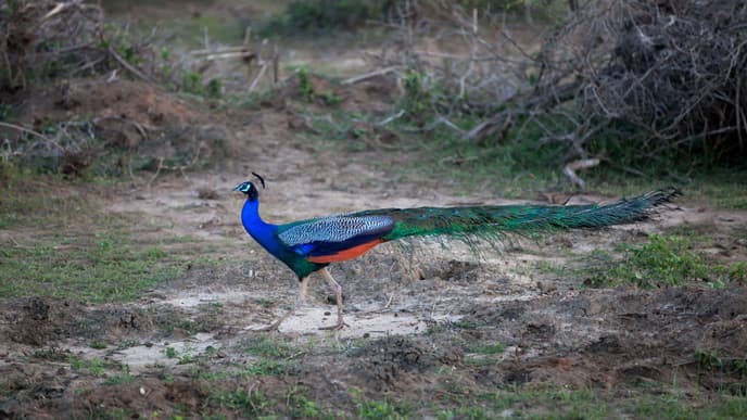 Besuch der Rawana-Wasserfälle