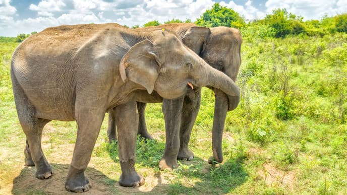 Besuch der Elefanten & Jeep-Safari