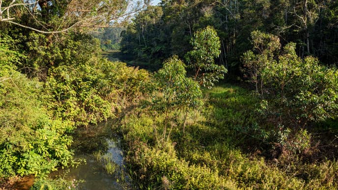 Kuriose Chamäleons und ganz viel Wald