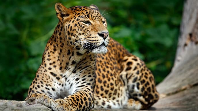 Mesmerizing safaris & sunsets