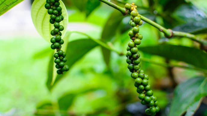 Periyar-Wildreservat in Thekkady