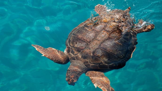 Cruise around Zakynthos