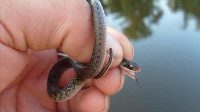 Jungle excitement from early till late